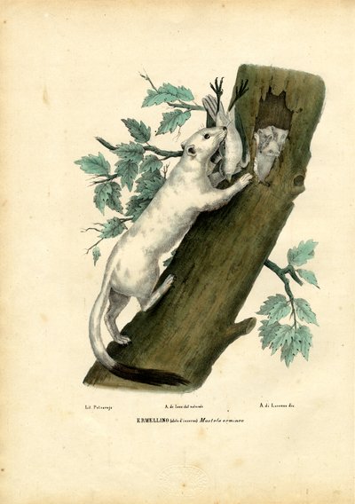 Short-Tailed Weasel by Raimundo Petraroja
